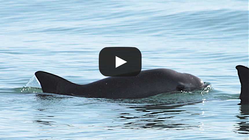 Vaquita Marina en peligro de extinción