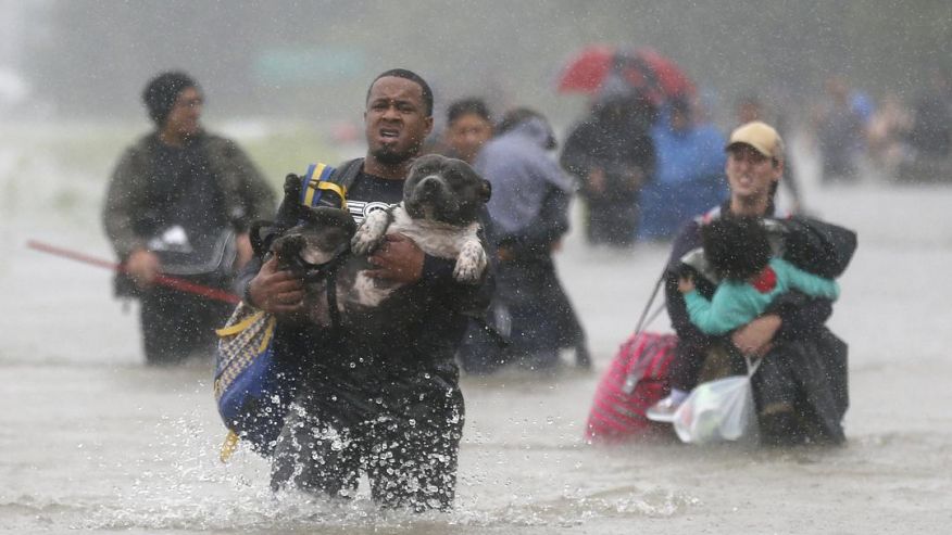 People risk their lives to save animals in the wake of Hurricane Harvey
