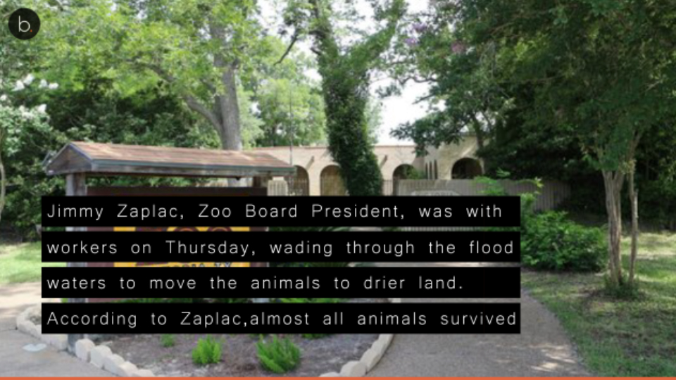 Texas Zoo moves animals after flooding from Hurricane Harvey