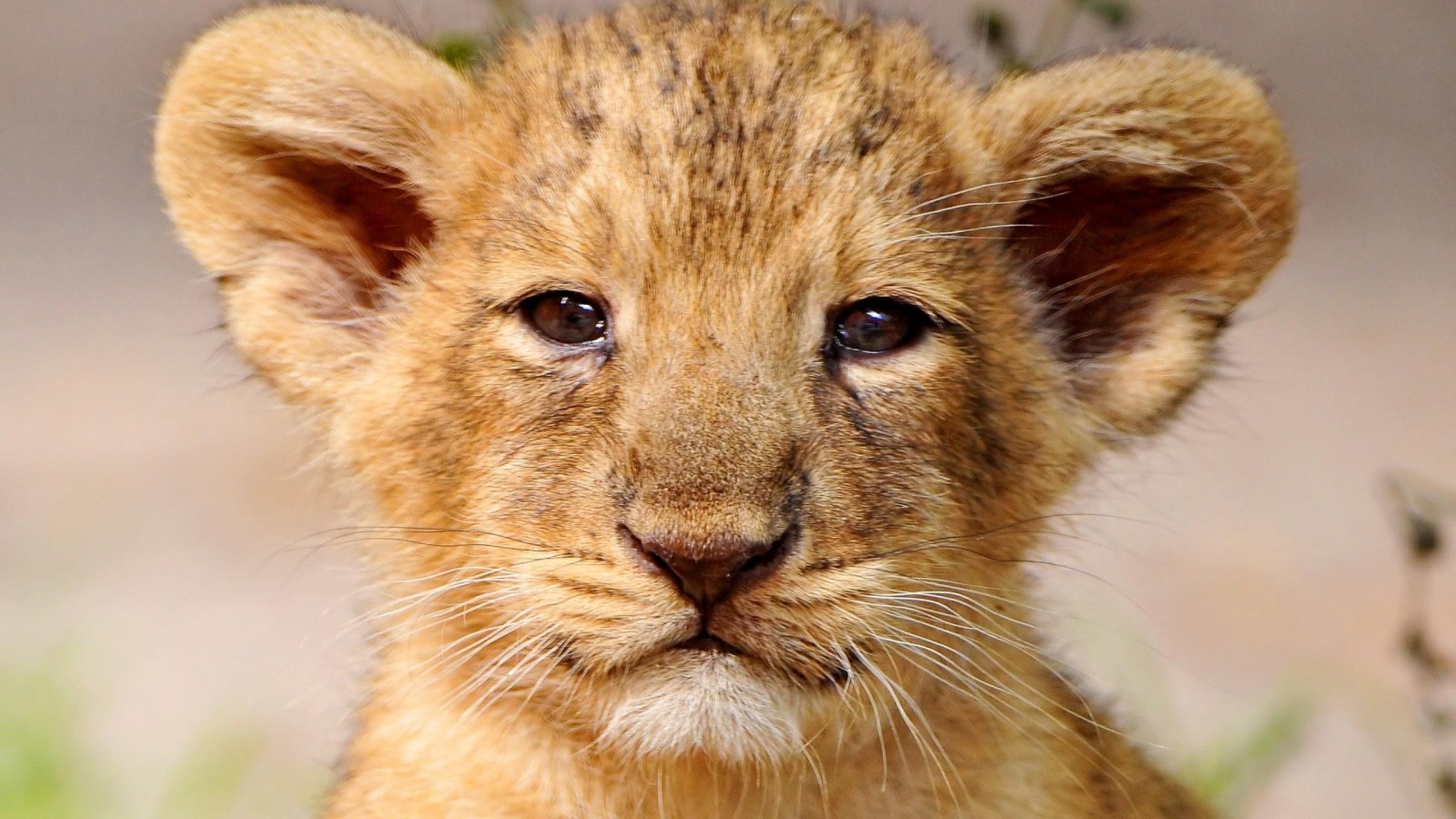 Un Lionceau découvert chez un habitant de Seine-Saint-Denis !