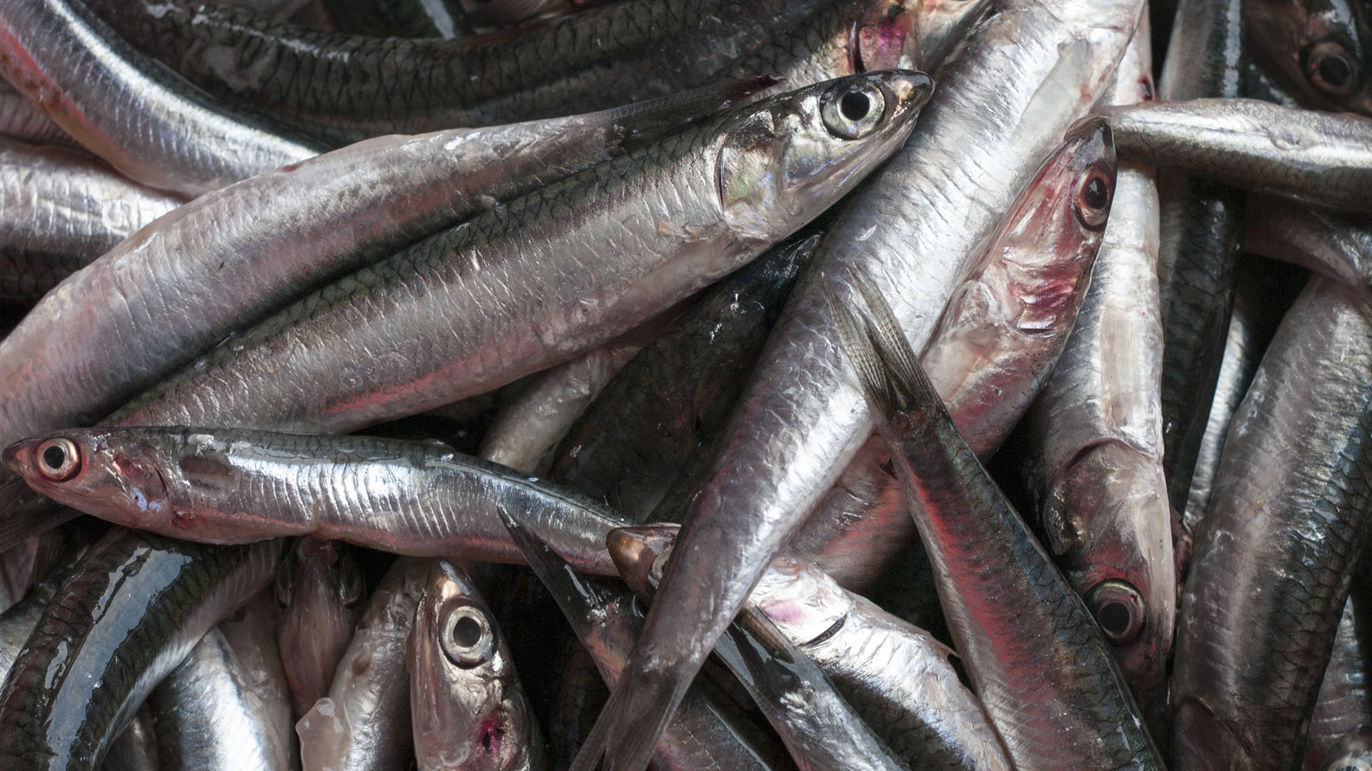 Los animales tienen derecho a saber delicioso