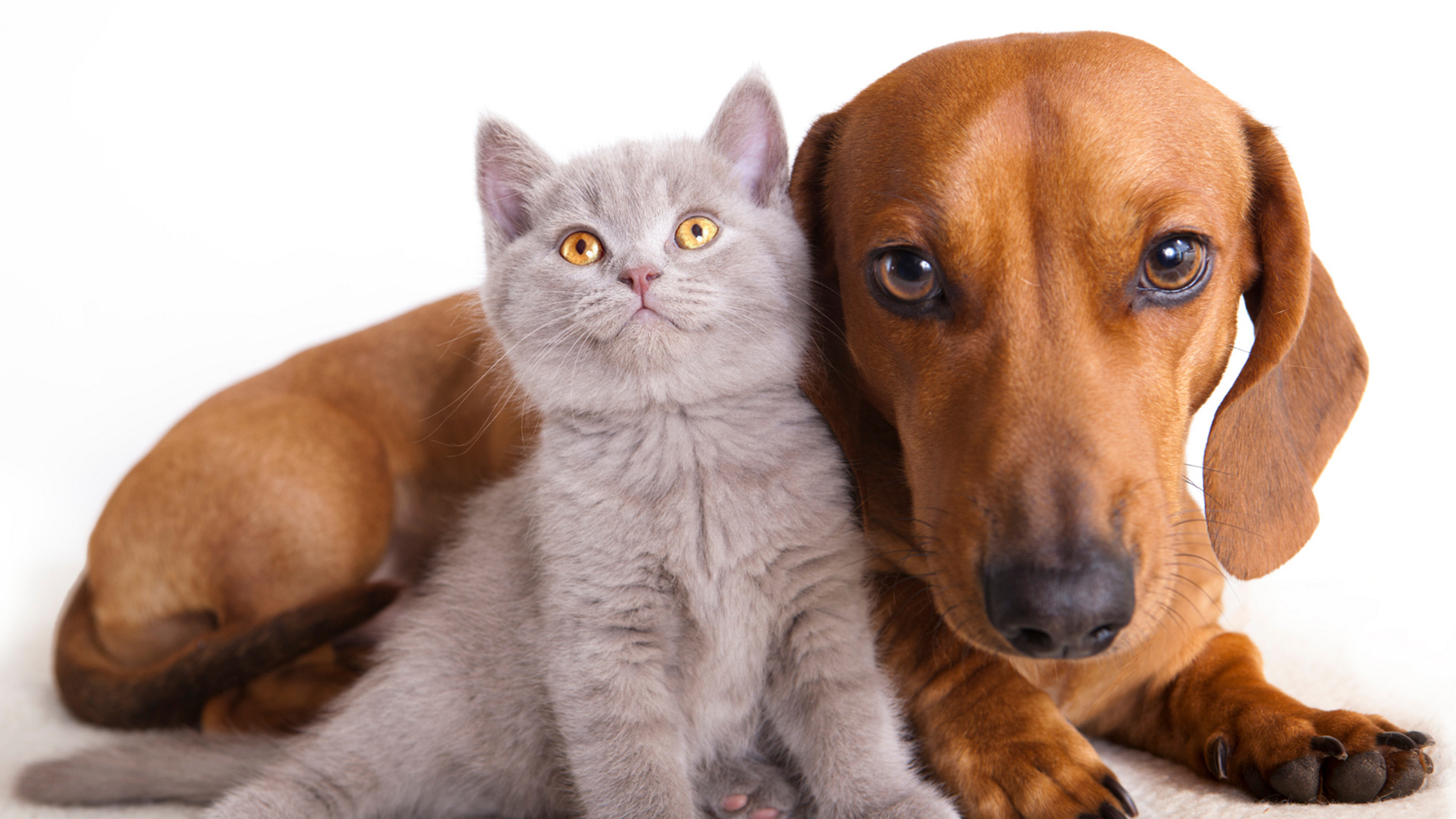 Diabetes enfermedad común en mascotas