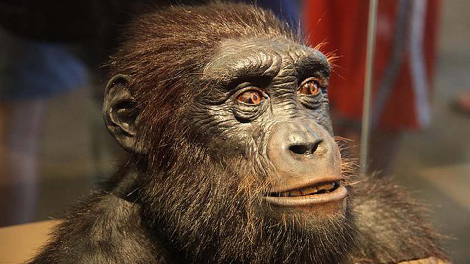 Lucy, el primer esqueleto humano