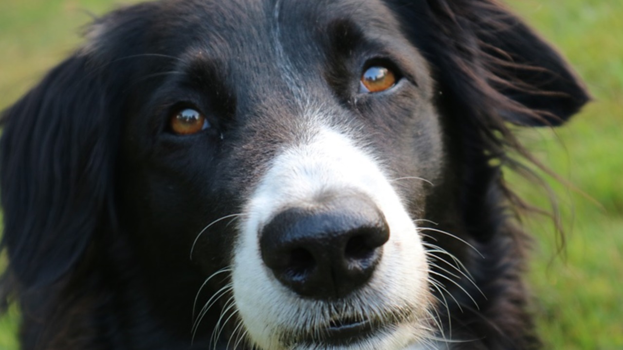 Rocky the border collie took bringing the sheep home to a new level