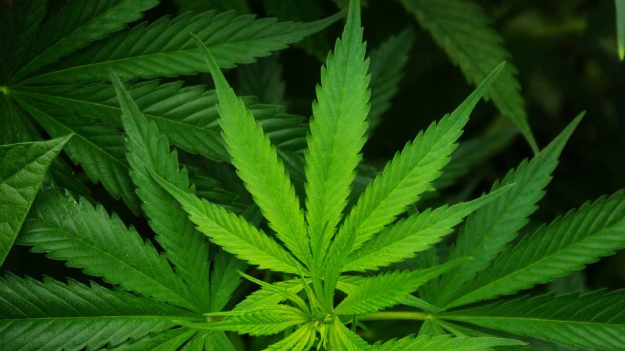 Marijuana companies warned about false health claims