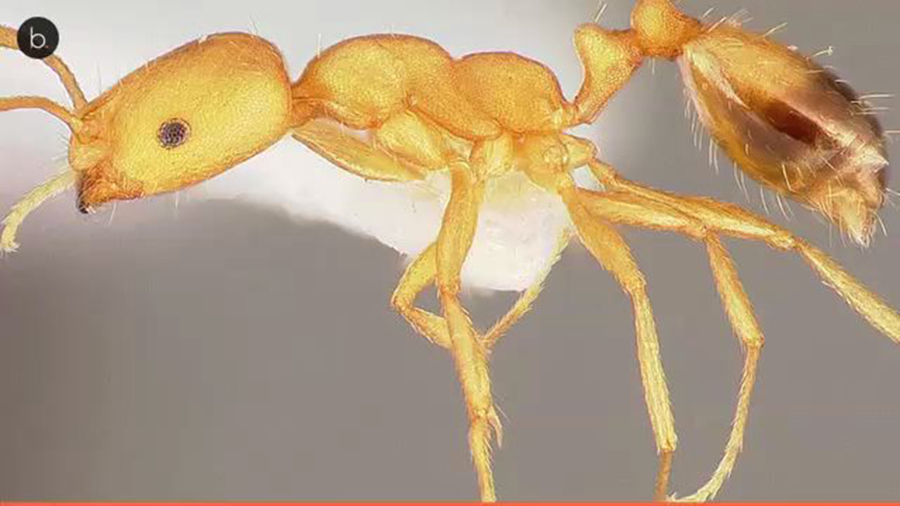 How to Get Rid of Pharaoh Ants: Bait not Spray