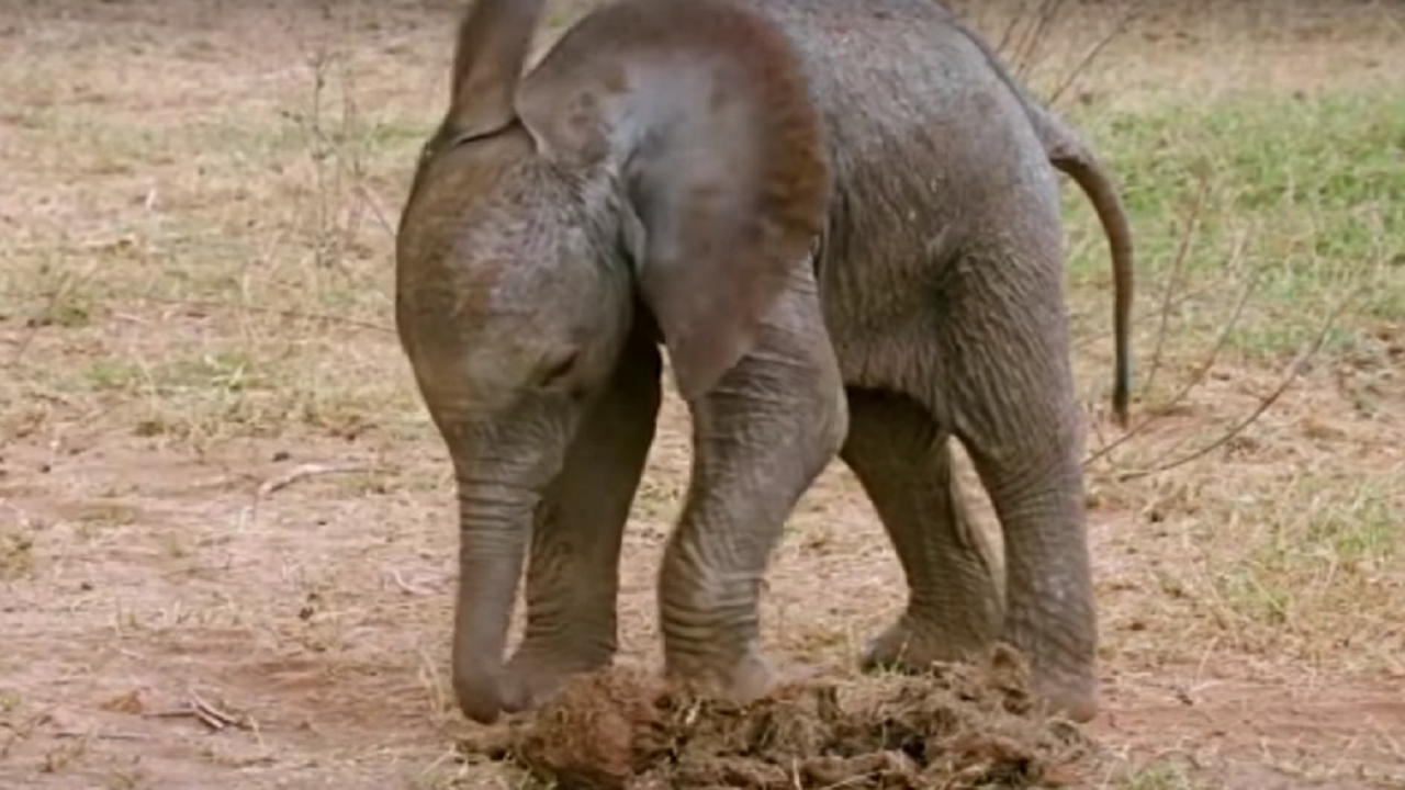Elephant trophies from Africa allowed to be imported into United States