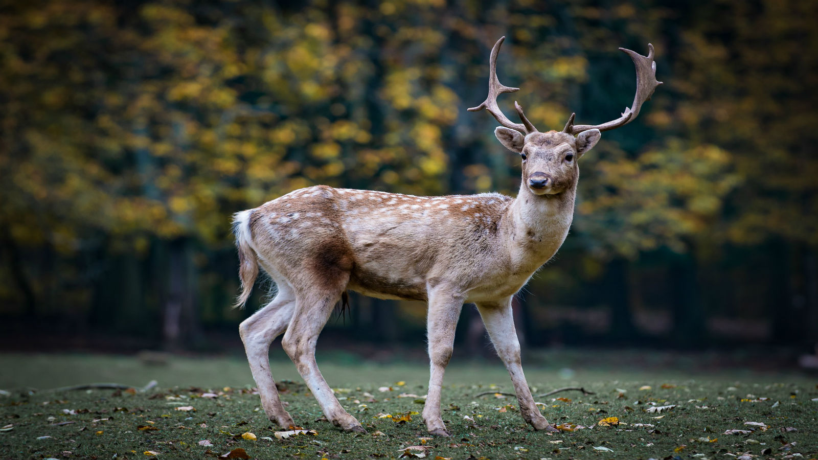 Dozens of reindeer killed in Norway just in time for Christmas