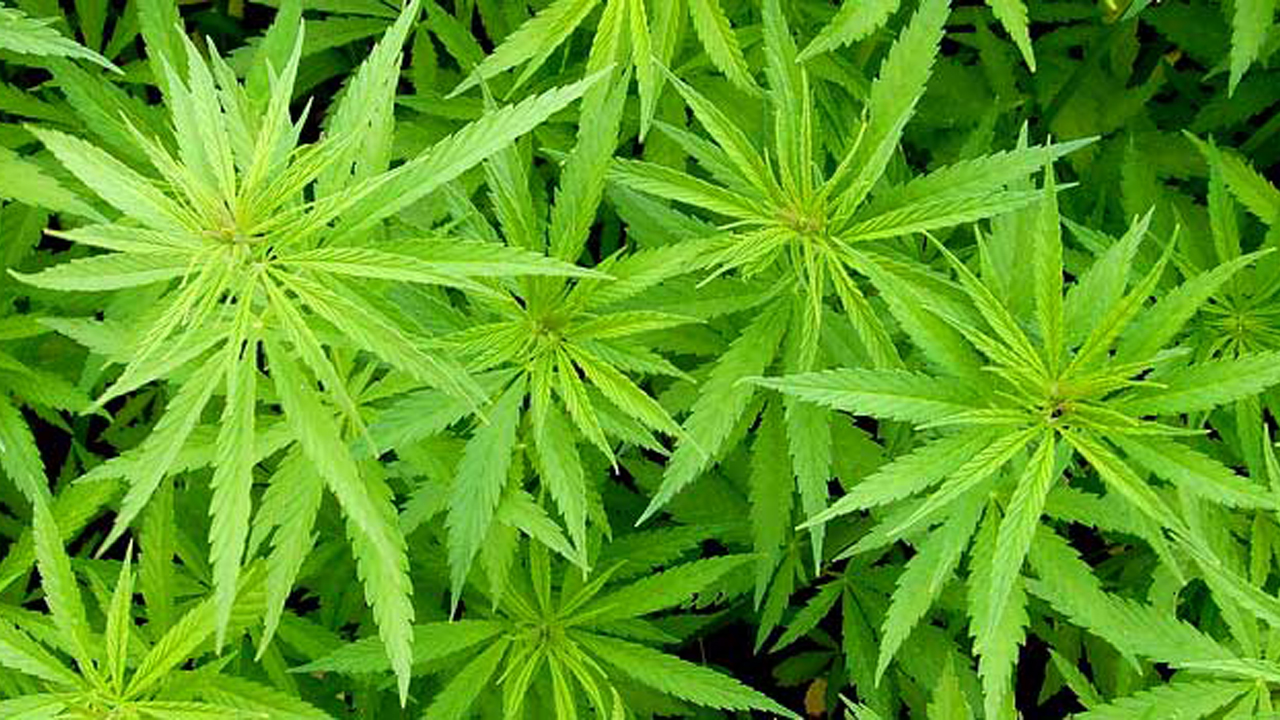 Illinois is not ready to marijuana legalization.