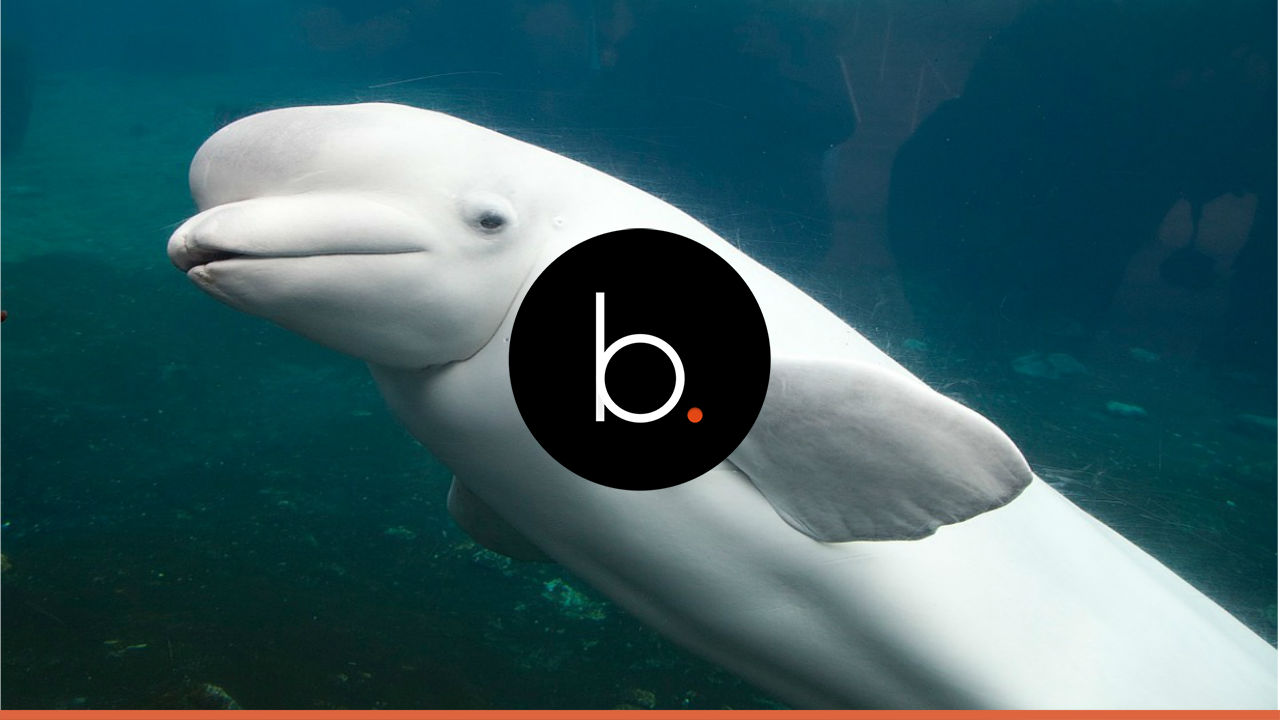 Beluga whales sing along to the diver's song