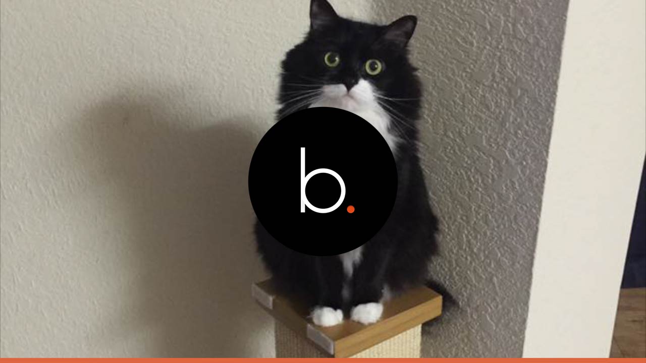 Curious cat garnered more than 35.2k Twitter followers