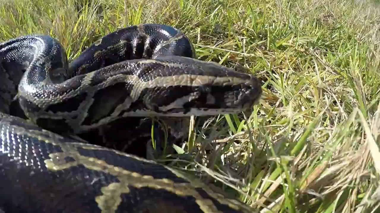 Un python de 5 mètres capturé aux Etats-Unis