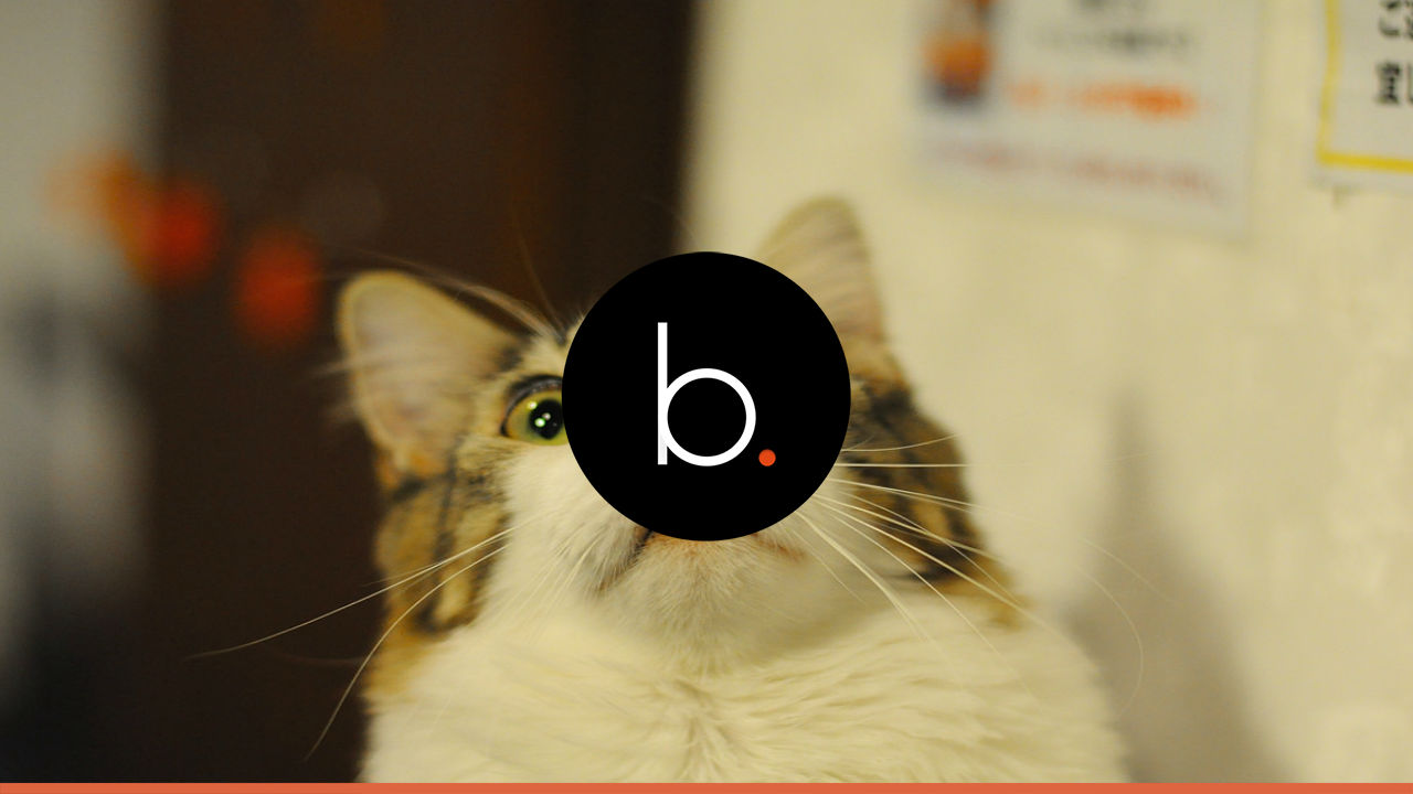 Cat-proofing your home for the Holidays