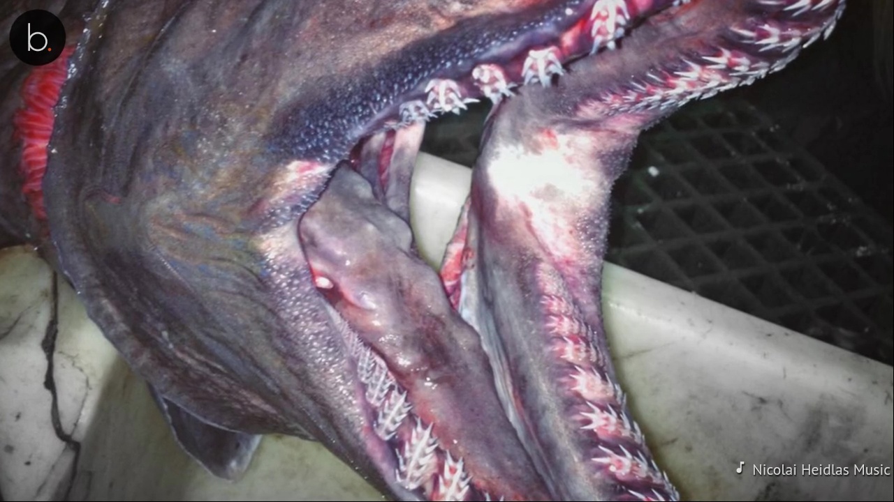 Assista: Pescador russo revela fotos assustadoras de criaturas das profundezas