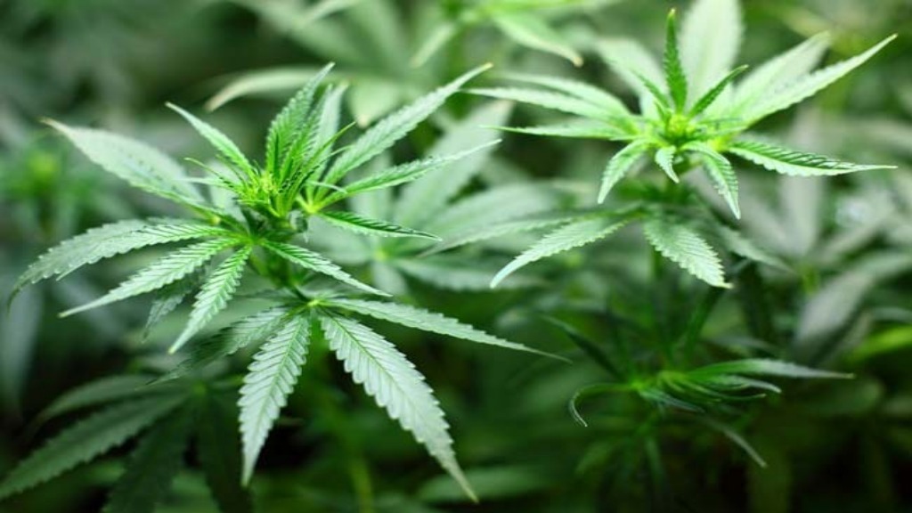 California grants legal status to recreational marijuana