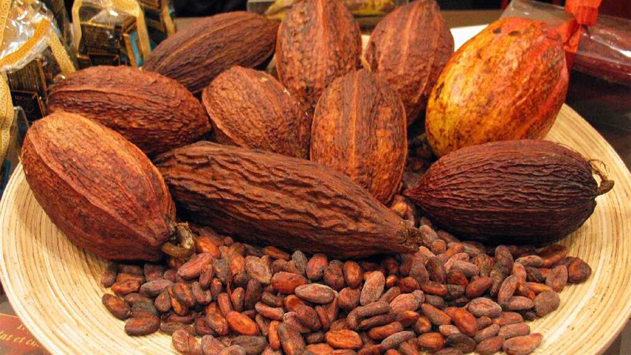 Beneficios del cacao para la salud y su posible extinción