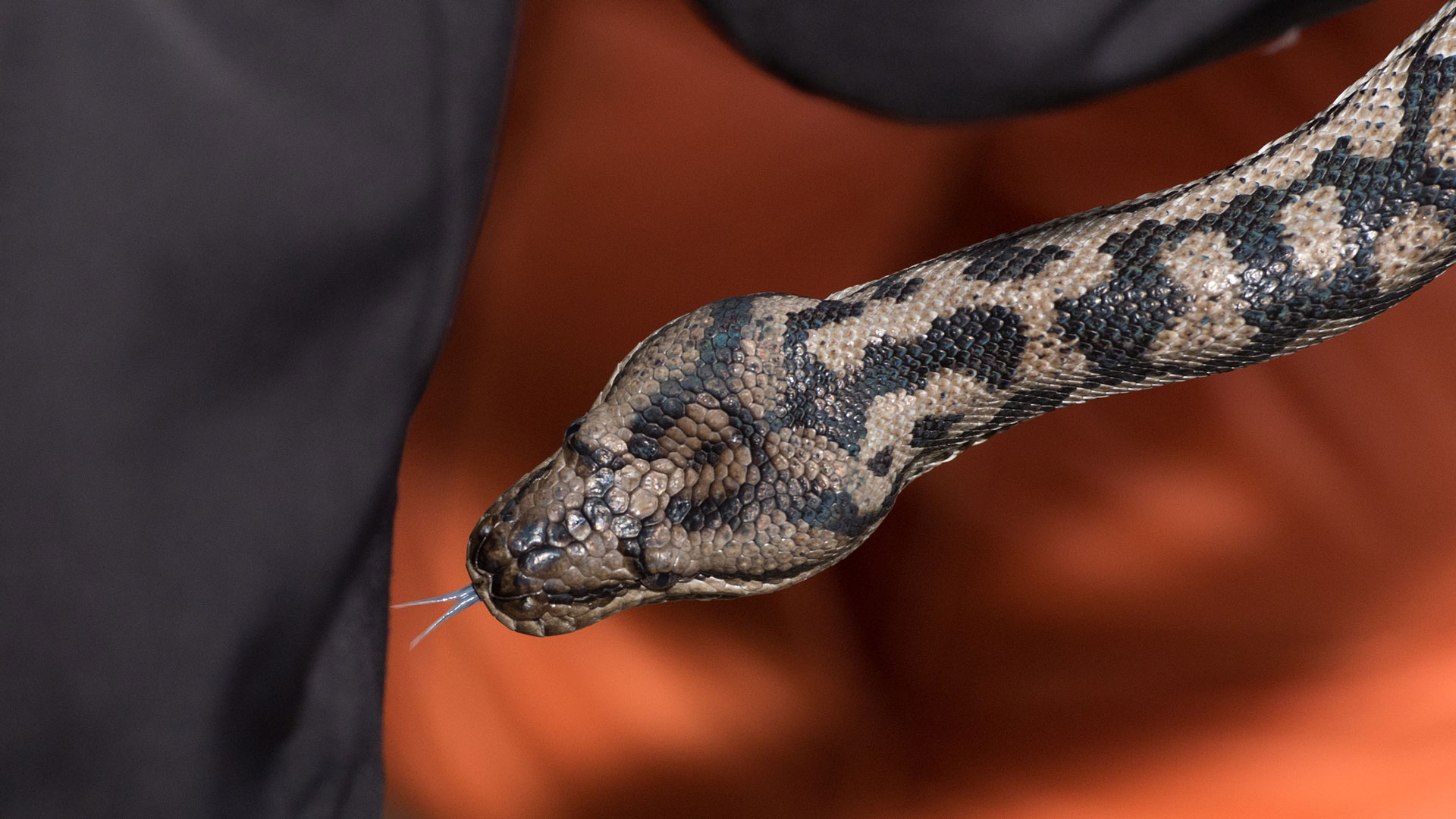 El misterio de 'el huevo de la serpiente' deja a los expertos luchando