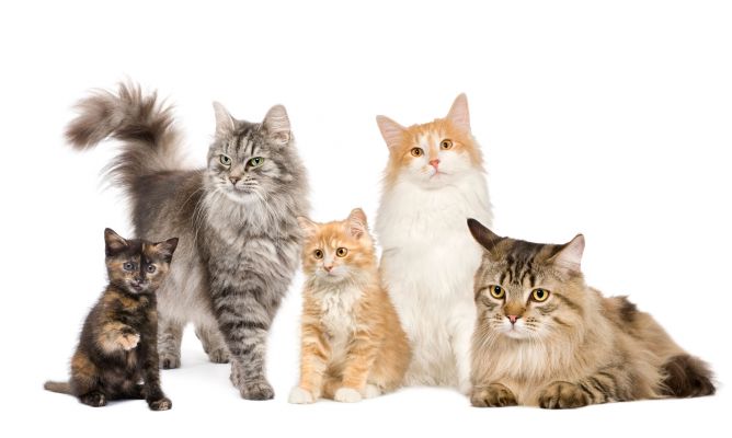 Significados de que sueñes con gatos