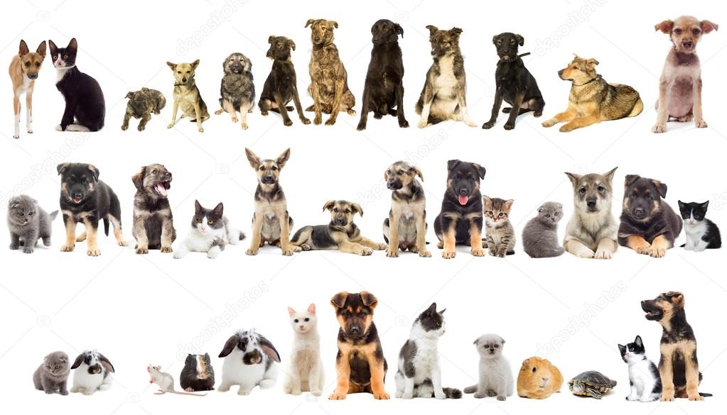 ¿Has soñado con algún animal domestico hablando?