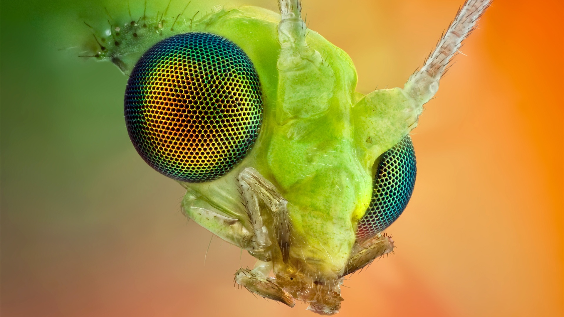 Huevos del zoo de Bristol aumentan las esperanzas de insectos