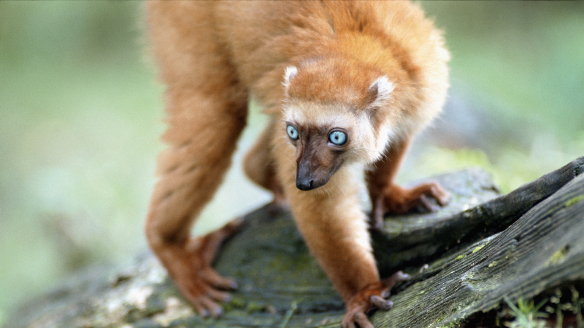 Nueva especie de lémur encontrada en Madagascar