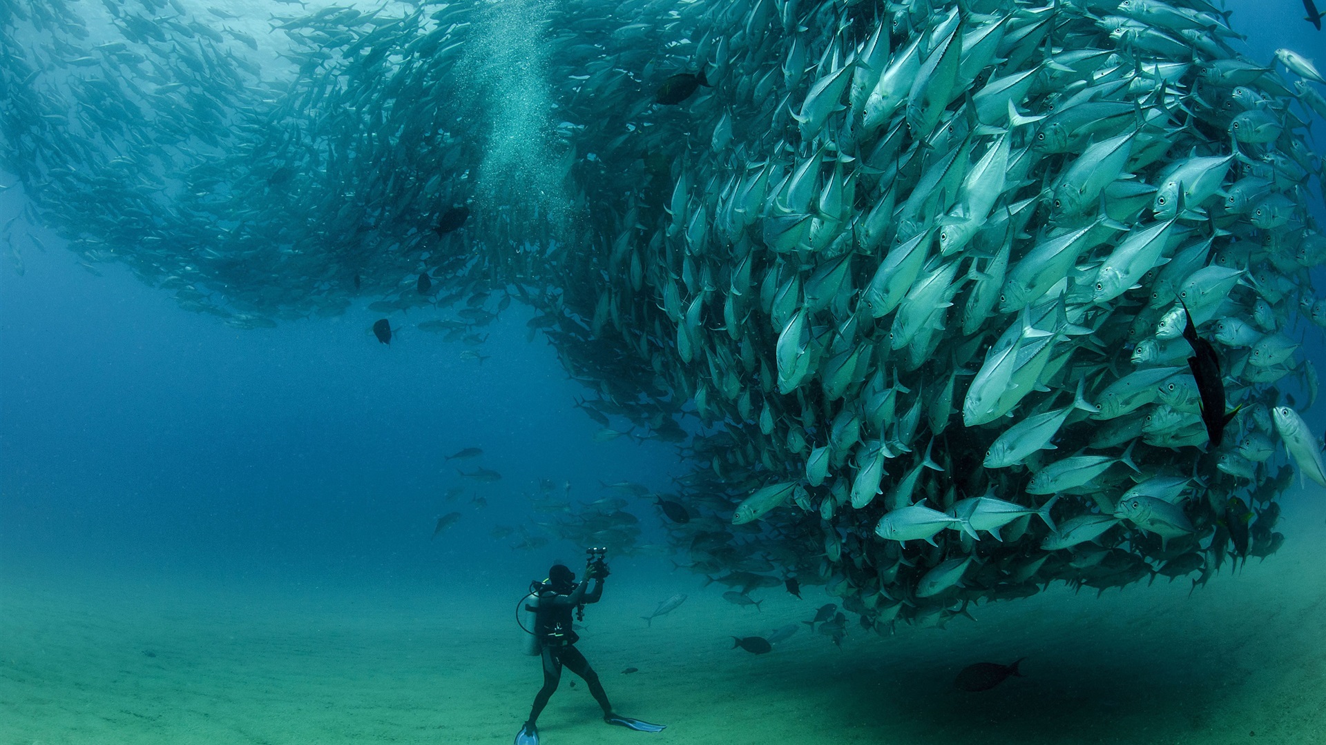 Un buzo realiza un estudio de peces en el Parque Nacional Cabo Pulmo