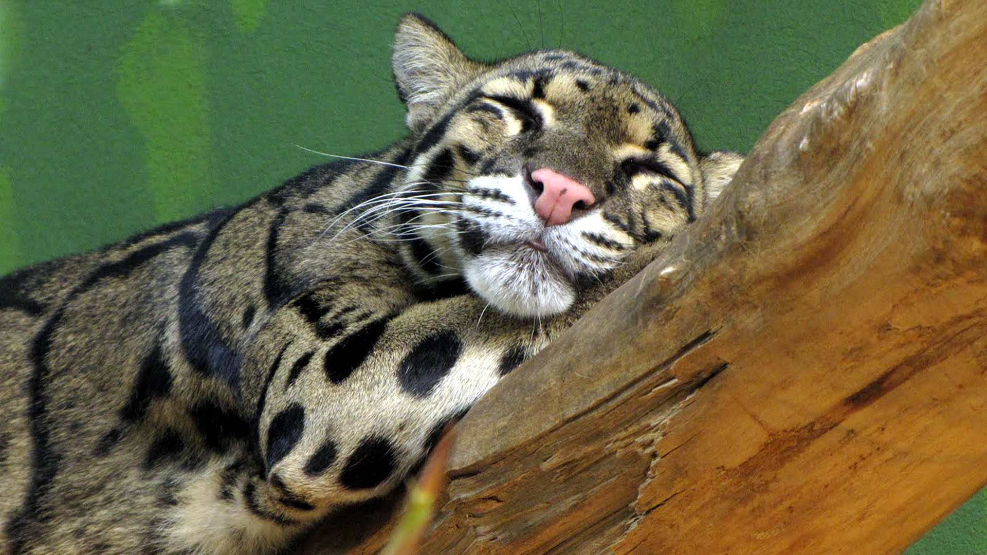 La fragmentación del hábitat es una amenaza mayor para el gato montés güiña