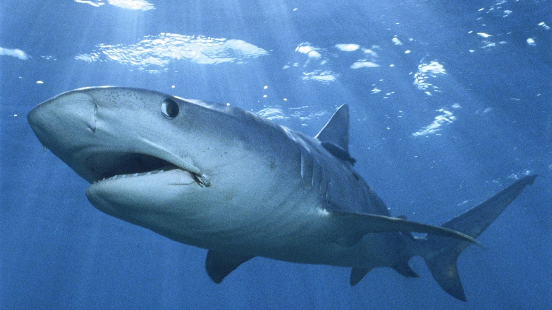 Los tiburones oceánicos costeros tienen diferentes patrones de alimentación