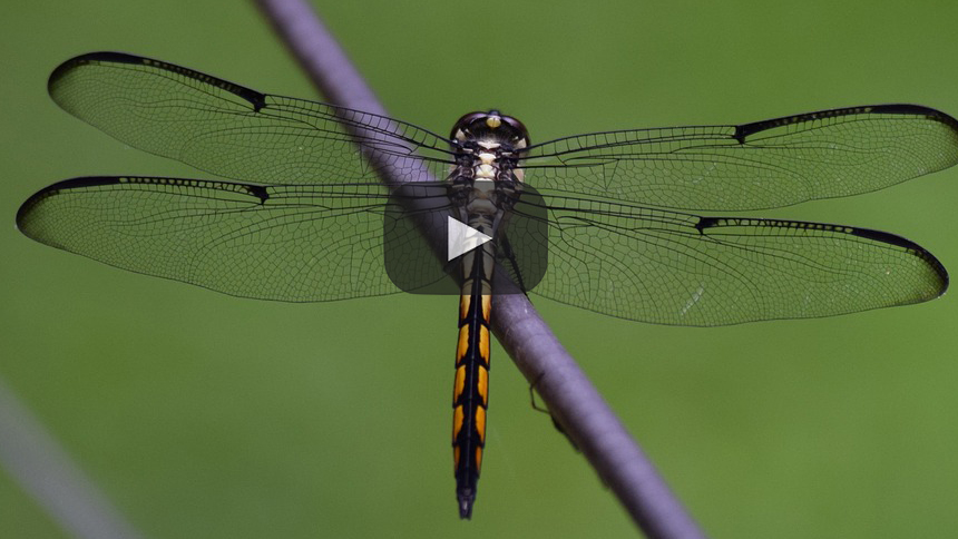 ¡Una pista mas para en el misterio sobre el origen de las alas de los insectos!