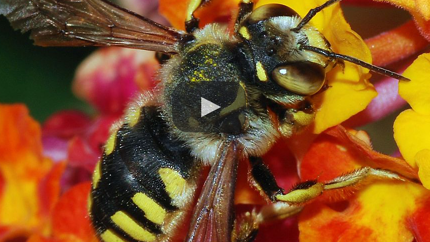 Arrestó a dos niños después de que mataran a 500k abejas