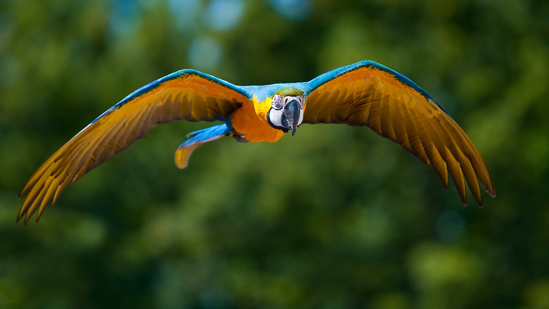 El clima cálido es una mala noticia para los espermatozoides de aves