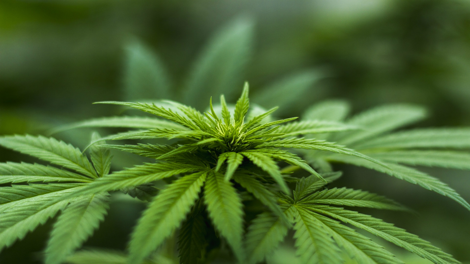 VA Sec. Shulkin: Veterans Administration can study Marijuana, but it can’t