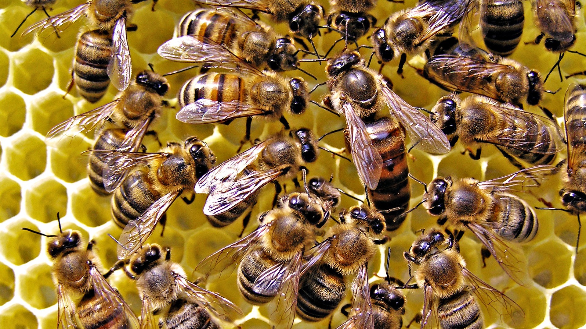 Todas las colonias de abejas melíferas más grandes tienen peines más silenciosos