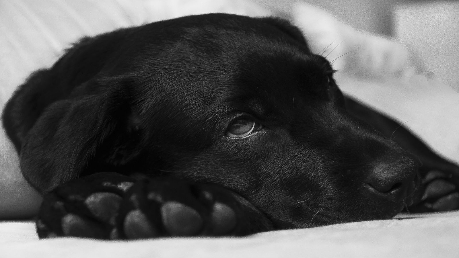 Did you know that dogs can get the flu just like humans?