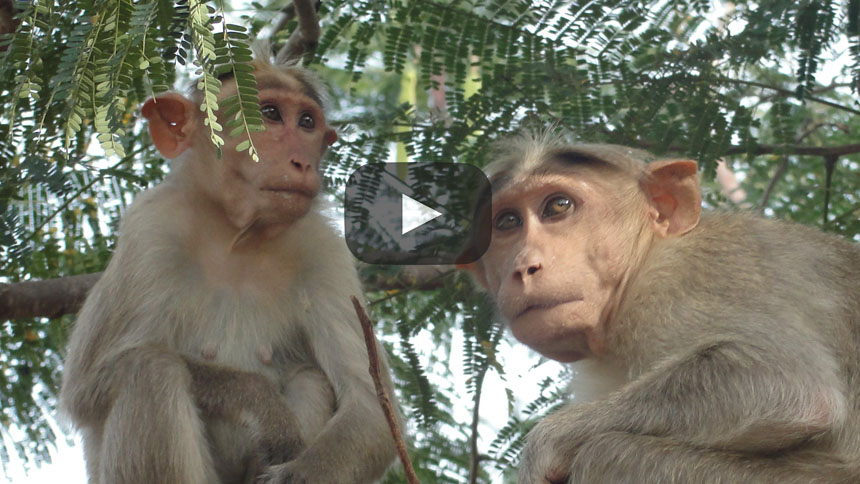 Estos lindos clones de mono podrían ser la clave para una mejor medicina humana