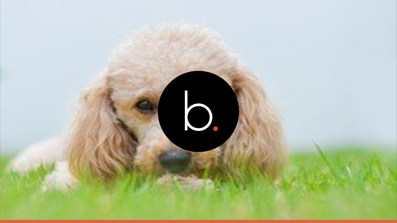 Você já tem um Poodle ou deseja ter, então você precisa ler esse artigo