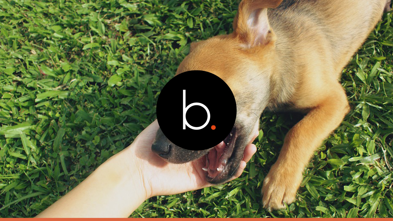 Conheça os 5 alimentos que podem levar a morte do seu cachorro