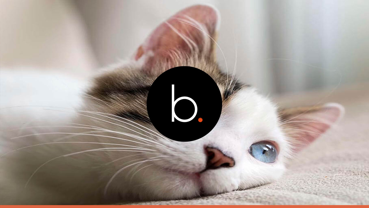 5 alimentos que podem prejudicar o seu gatinho