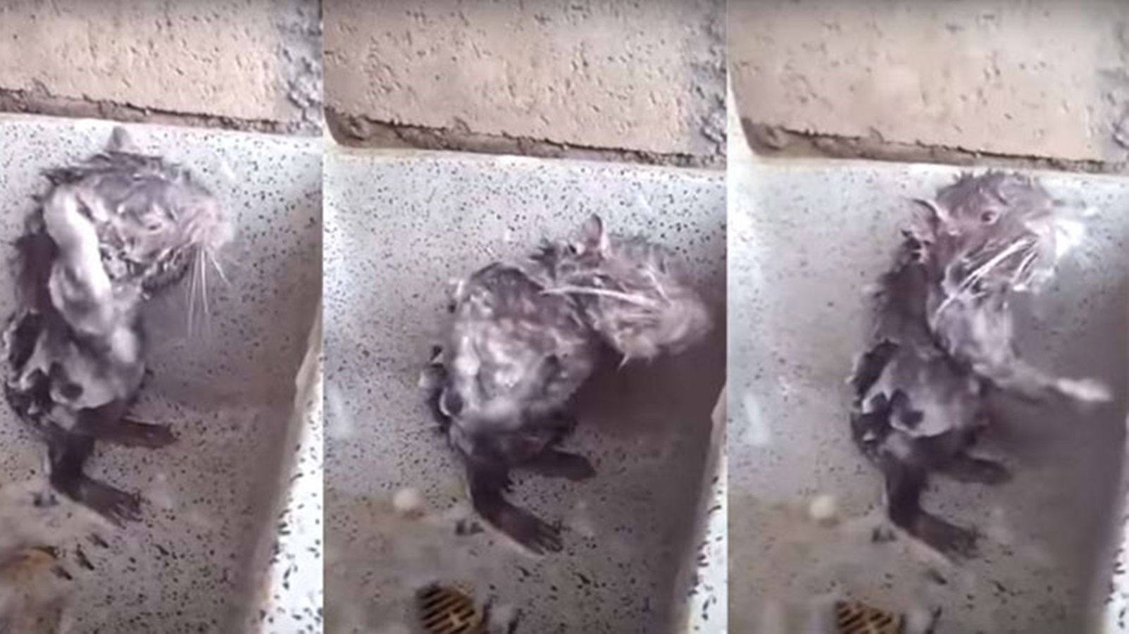 Assista: Saiba se o vídeo de rato tomando banho é real e ele está sofrendo