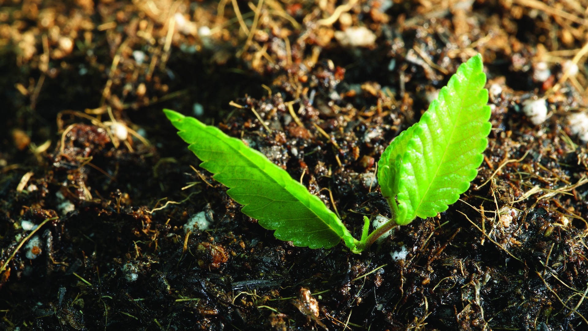 Cómo las plantas 'se levantan' contra las bacterias en el frío