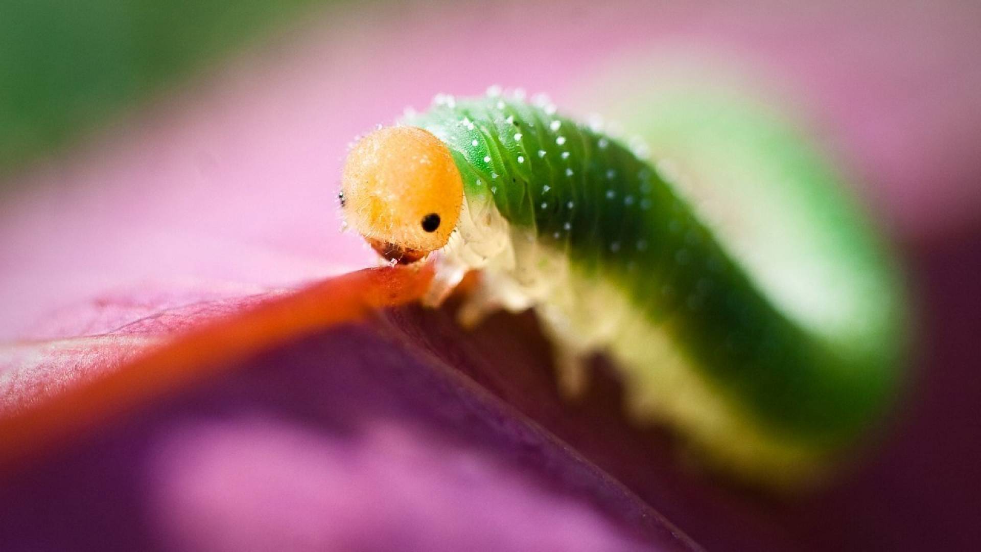 Científicos lidian con gusanos para mejorar la convivencia con la vida silvestre