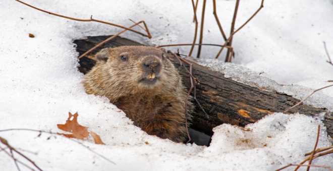What do you know about 'Groundhog Day'