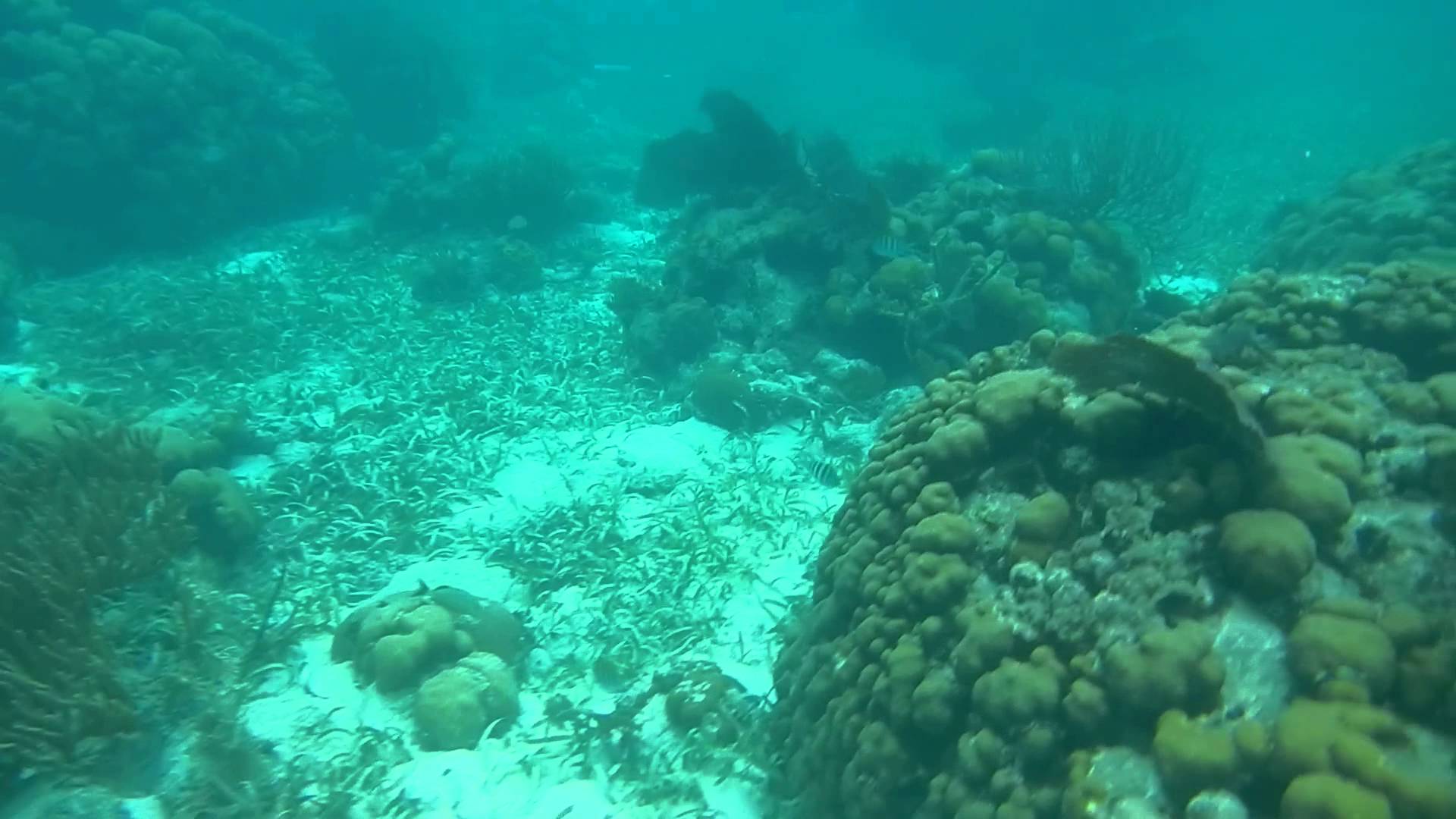 Los arrecifes de coral están en problemas: ¿Cómo pueden las personas adaptarse?