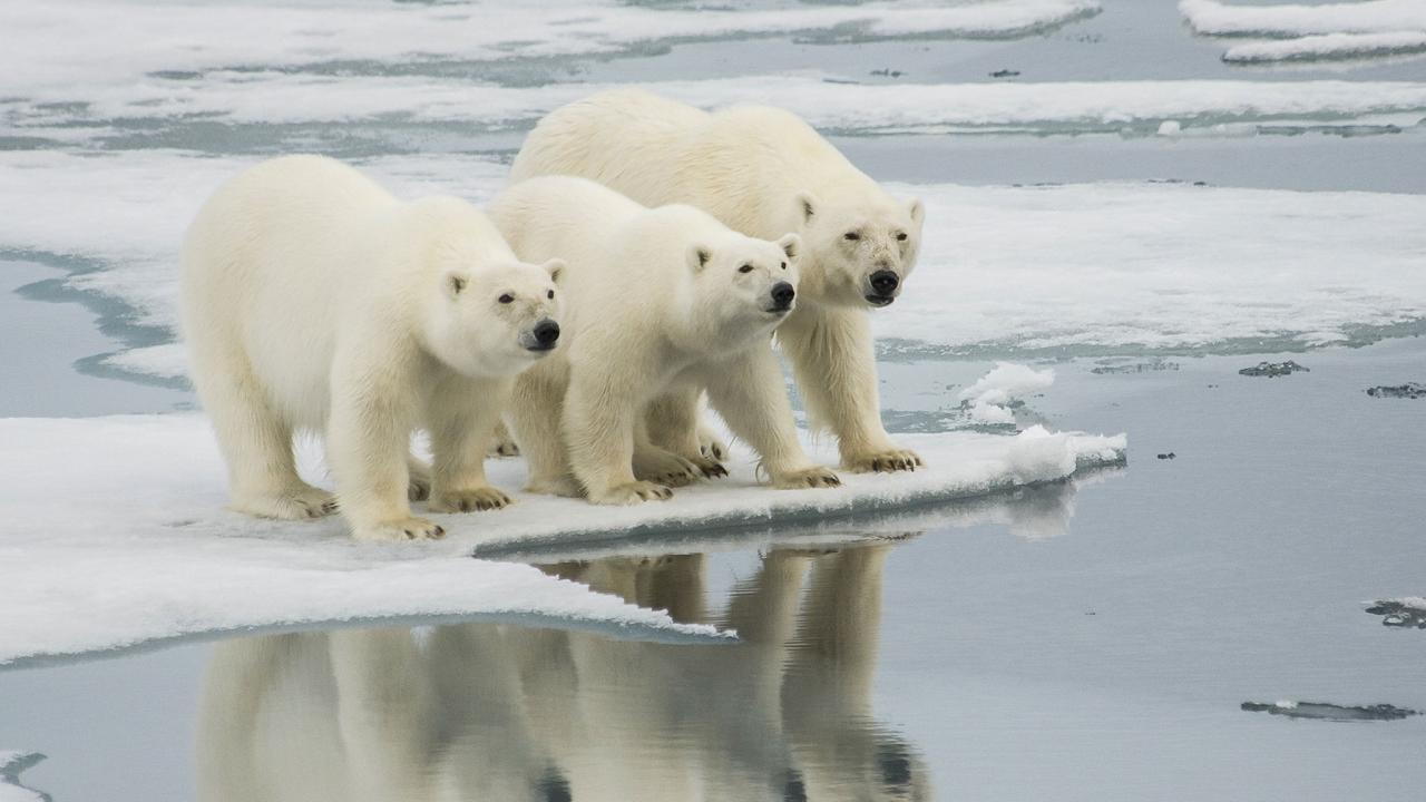 Arctic polar bears are starving because of climate change