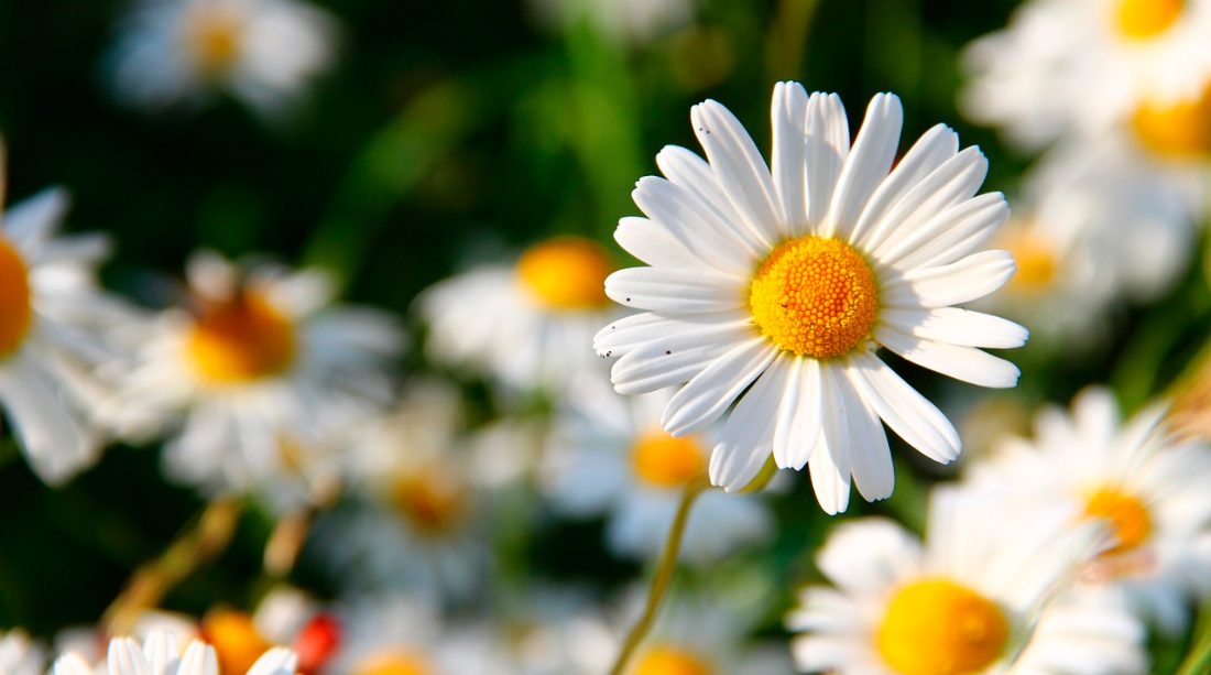 ¿Cuándo se originaron las flores?