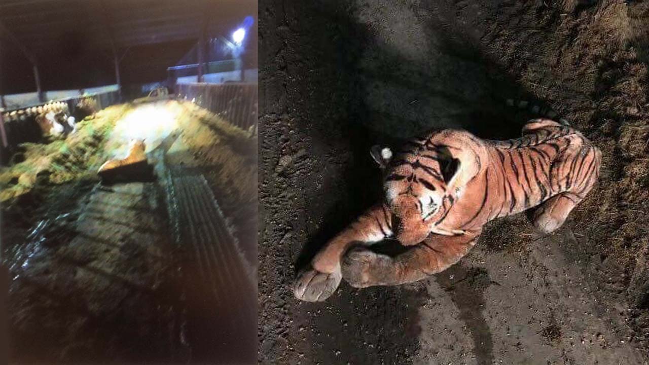 Cops red-faced after 45-minute armed standoff with stuffed tiger
