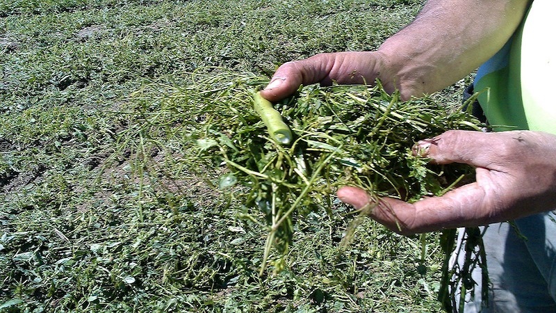 Abono verde: Un metodo que permite cuidar el suelo