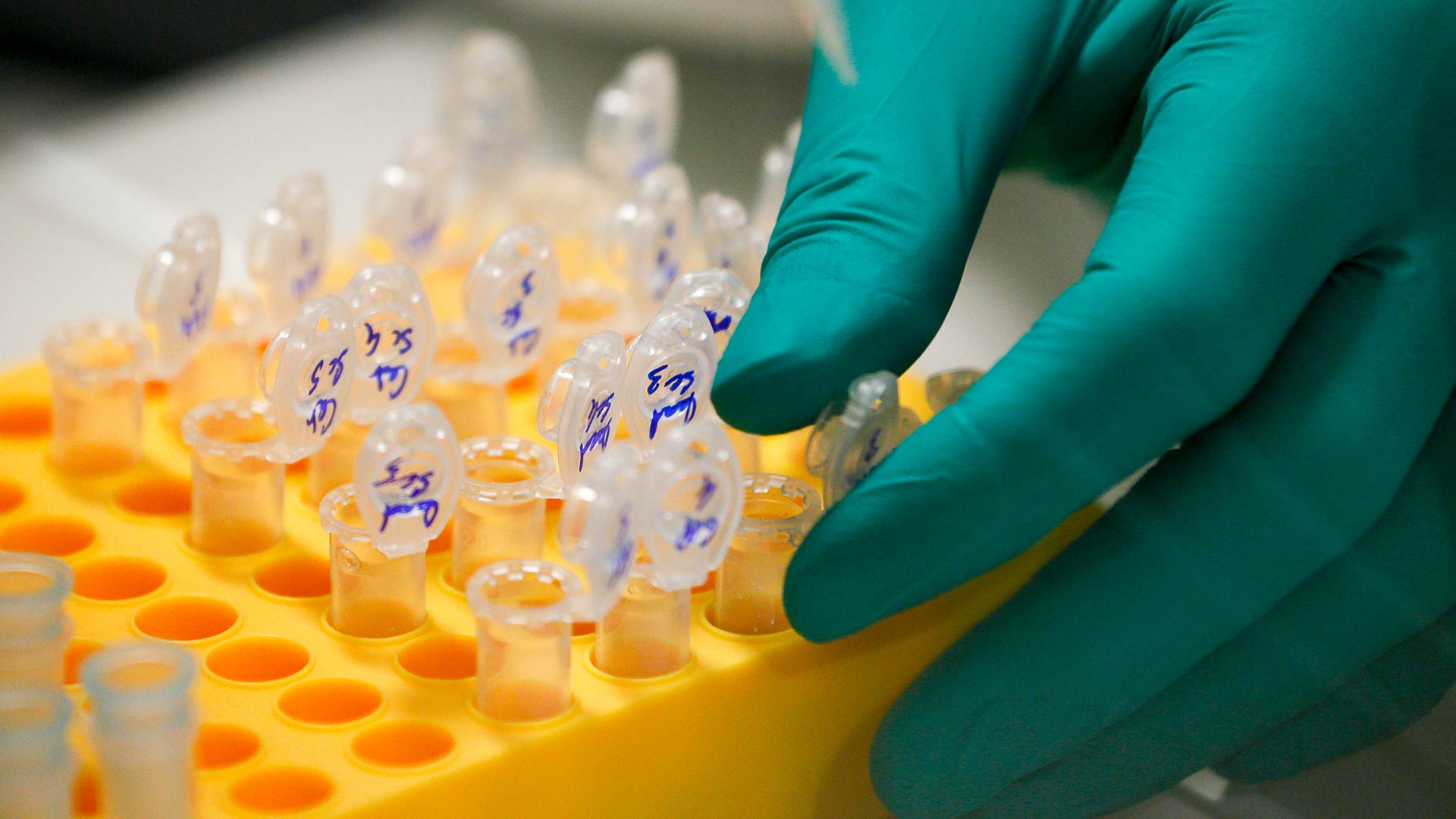 El primer análisis genético revela los números de tiburón blanco en Autralasia