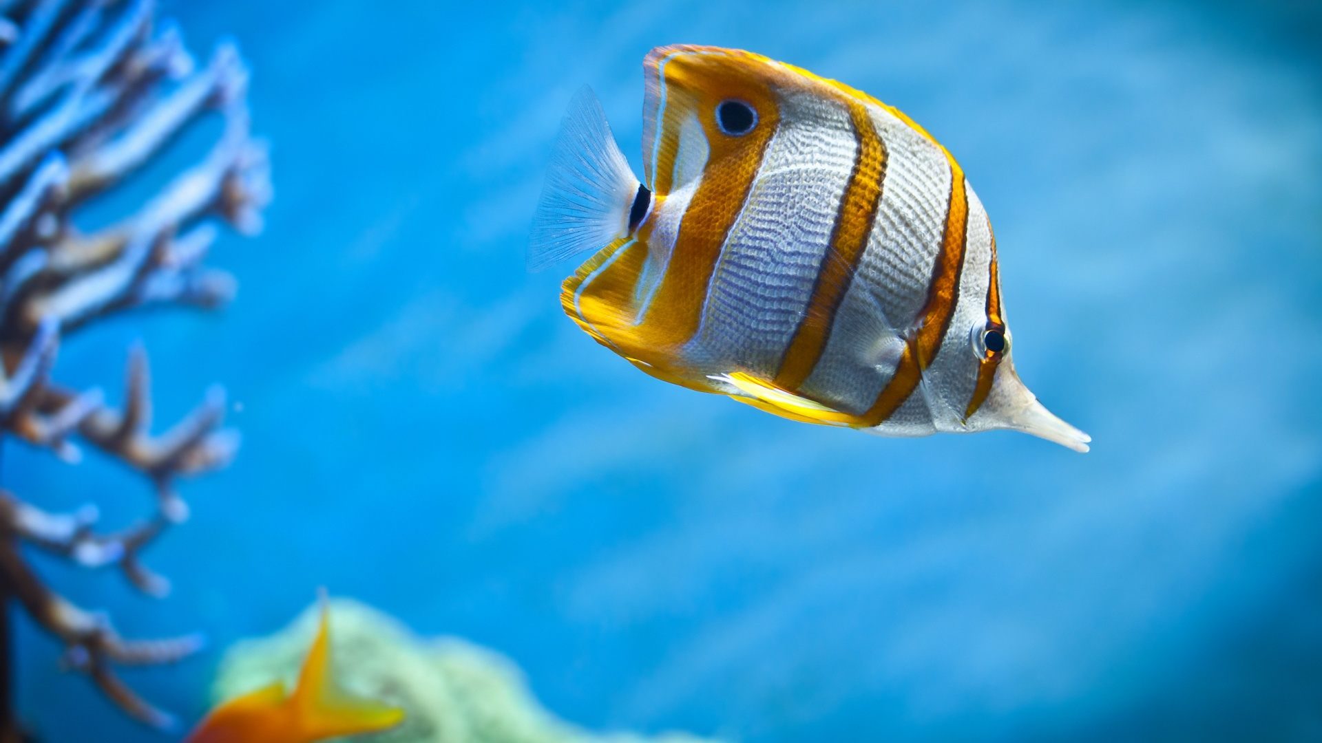 Importa quién es tu madre, incluso a los peces
