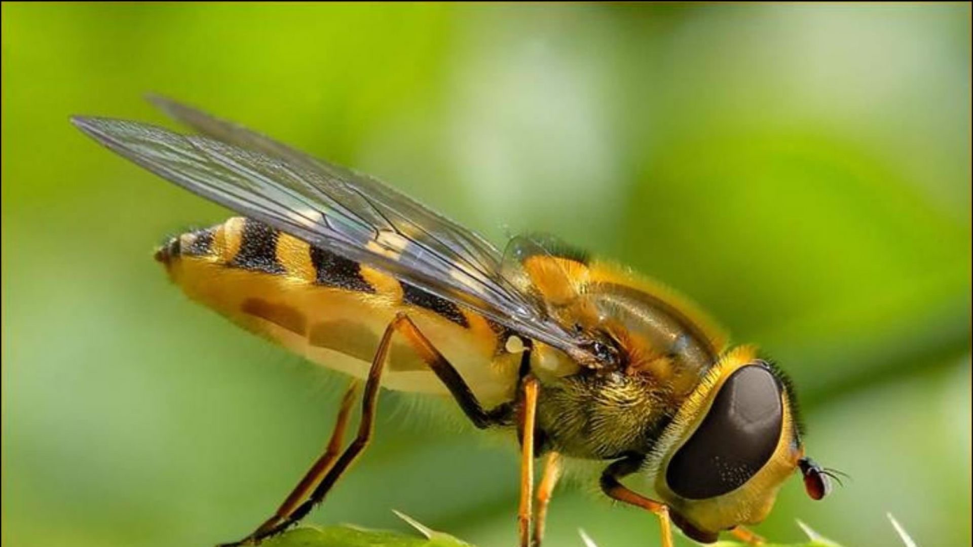 Las abejas exóticas podrían causar la extinción de las plantas